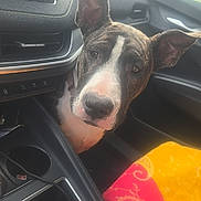 Baya a rejoint le concours — aidez-le/la à gagner de superbes lots ! dog, bull_terrier, pet, canine, animal, face, portrait, car, interior, dashboard, center_console, seats, ears, snout, black_and_white, brown, curious, close_up, daylight, patterned_fabric