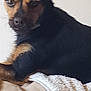 dog, pet, animal, black_and_tan, ears, blanket, indoor, resting, cute, fur, canine, companion, lying_down, alert, portrait, domestic_animal, cozy, soft_texture, relaxed, watchful