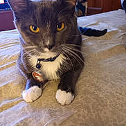 Sarge is registered to the contest to win money with this photo: cat, gray_cat, white_paws, yellow_eyes, collar, bell, bedspread, indoor, pet, feline, whiskers, closeup, animal, domestic_cat, resting, curious, fur, tag, bed, cute