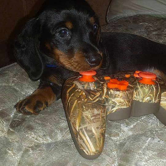 Dopey joined the competition — help win amazing prizes!