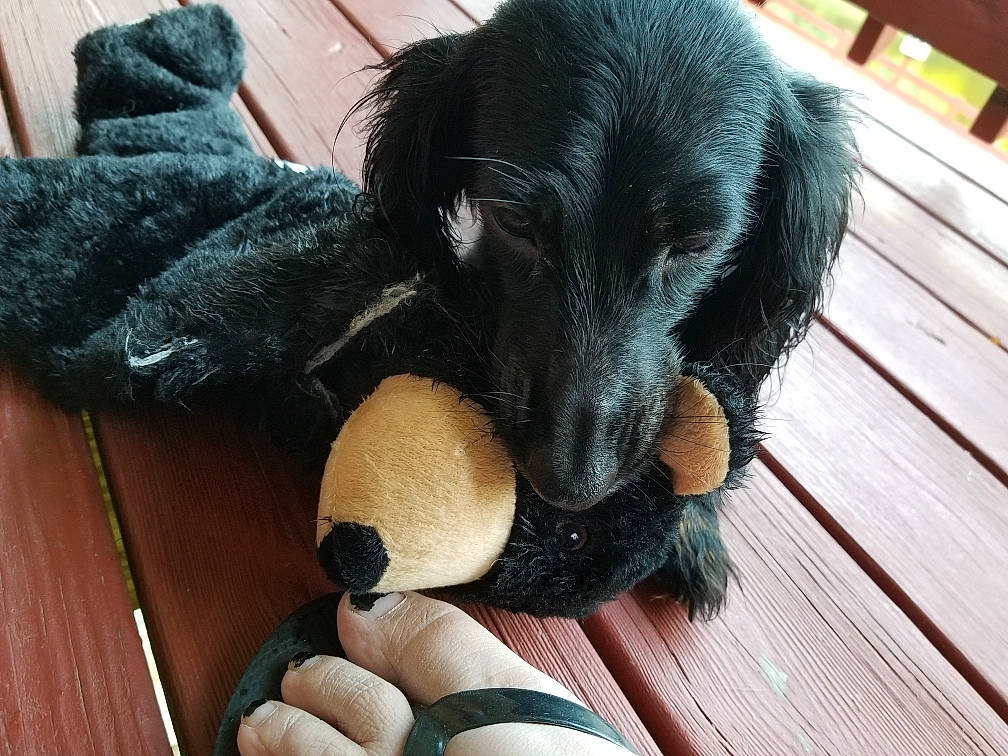 Roxie-doxie joined the competition — help win amazing prizes! beagador, canidae, carnivore, companion_dog, dog, dog_breed, flat_coated_retriever, fur, hovawart, puppy, retriever, snout, sporting_group, vertebrate