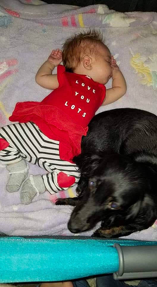 Roxie-doxie is registered to the contest to win money with this photo: canidae, carnivore, child, companion_dog, dog, dog_breed, sporting_group