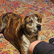 Buddy joined the competition — help win amazing prizes! dog, brindle, carpet, hand, indoor, person, shorts, leg, treat, pet, animal, waiting, brown, white, patterned_rug, floor, domestic, canine, attention, cute