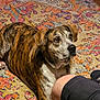 dog, brindle, carpet, hand, indoor, person, shorts, leg, treat, pet, animal, waiting, brown, white, patterned_rug, floor, domestic, canine, attention, cute