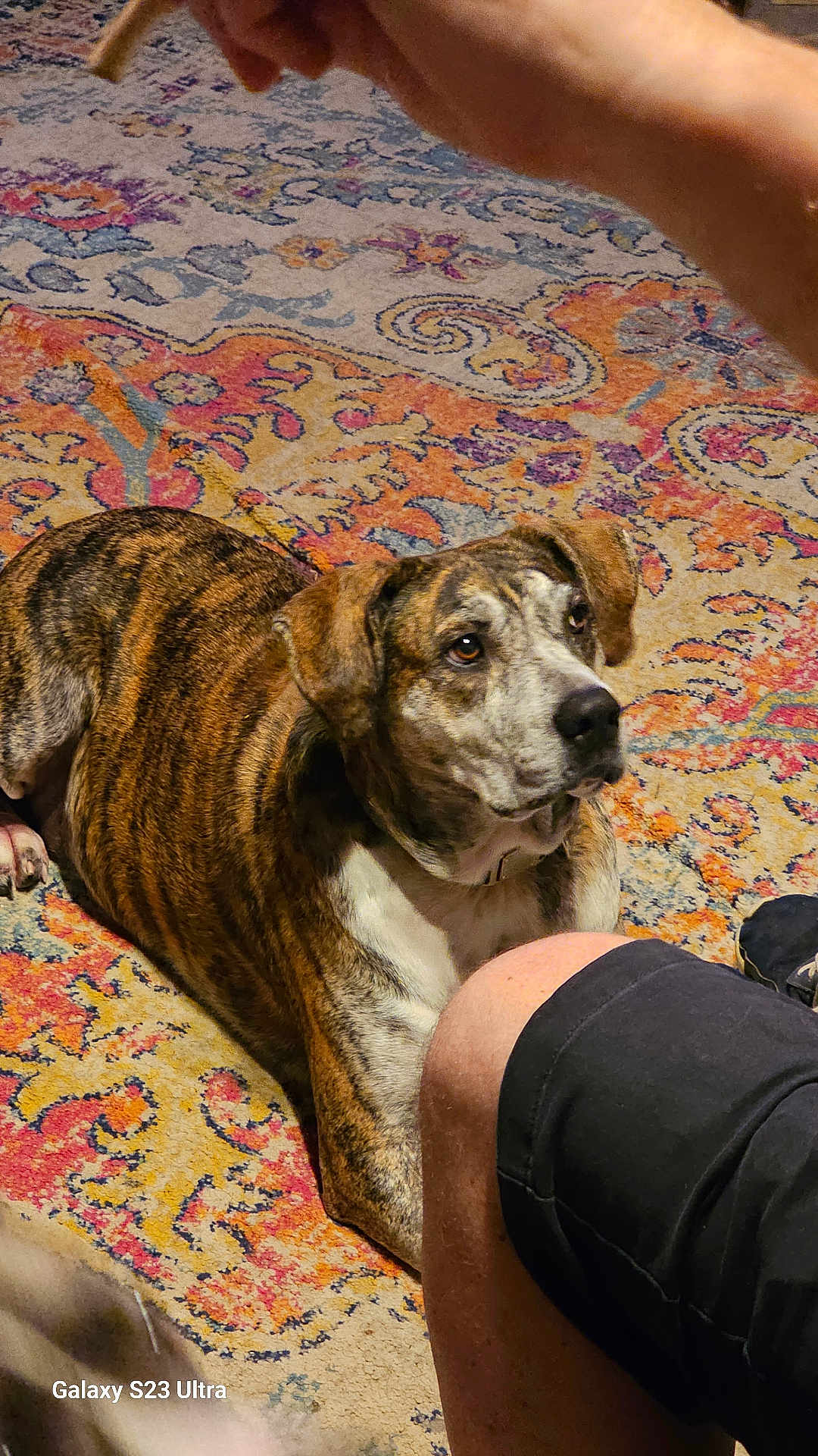 Buddy