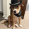 Koda joined the competition — help win amazing prizes! dog, puppy, hat, bandana, carpet, indoor, pet_toy, brown, white_paws, cute, sitting, curious, cowboy_style, young_dog, ears, floor, furniture, domestic, animal, portrait