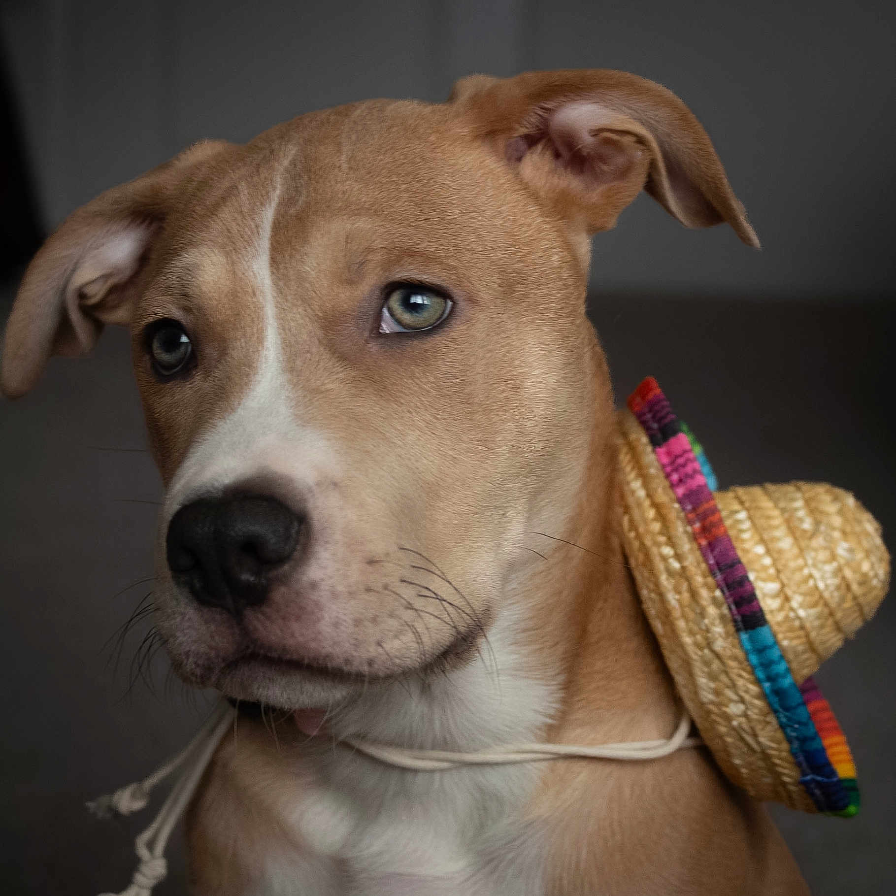 Koda joined the competition — help win amazing prizes! dog, pet, sombrero, hat, brown_fur, white_markings, close_up, portrait, indoors, animal, cute, canine, ears, whiskers, collar, expression, shallow_depth_of_field, colorful, accessory, face