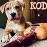 Koda is registered to the contest to win money with this photo: puppy, dog, toy, plush, guitar, carpet, indoor, pet, cute, animal, brown, white, closeup, portrait, young, playful, relaxed, floor, furniture, background