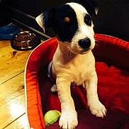 Izzy participe au concours pour gagner de l'argent avec cette photo : puppy, dog, pet, bed, red_bed, wooden_floor, food_bowl, indoor, cute, small_dog, black_and_white, animal, domestic, young, curious, cozy, floor, fur, paw, sitting