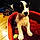 Izzy