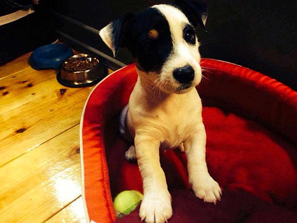 Izzy participe au concours pour gagner de l'argent avec cette photo : puppy, dog, pet, bed, red_bed, wooden_floor, food_bowl, indoor, cute, small_dog, black_and_white, animal, domestic, young, curious, cozy, floor, fur, paw, sitting