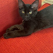 Narco joined the competition — help win amazing prizes! black_cat, kitten, pet, animal, feline, indoor, couch, red_couch, relaxing, fur, whiskers, ears, eyes, looking_at_camera, close_up, home, floor, wood_floor, texture, resting