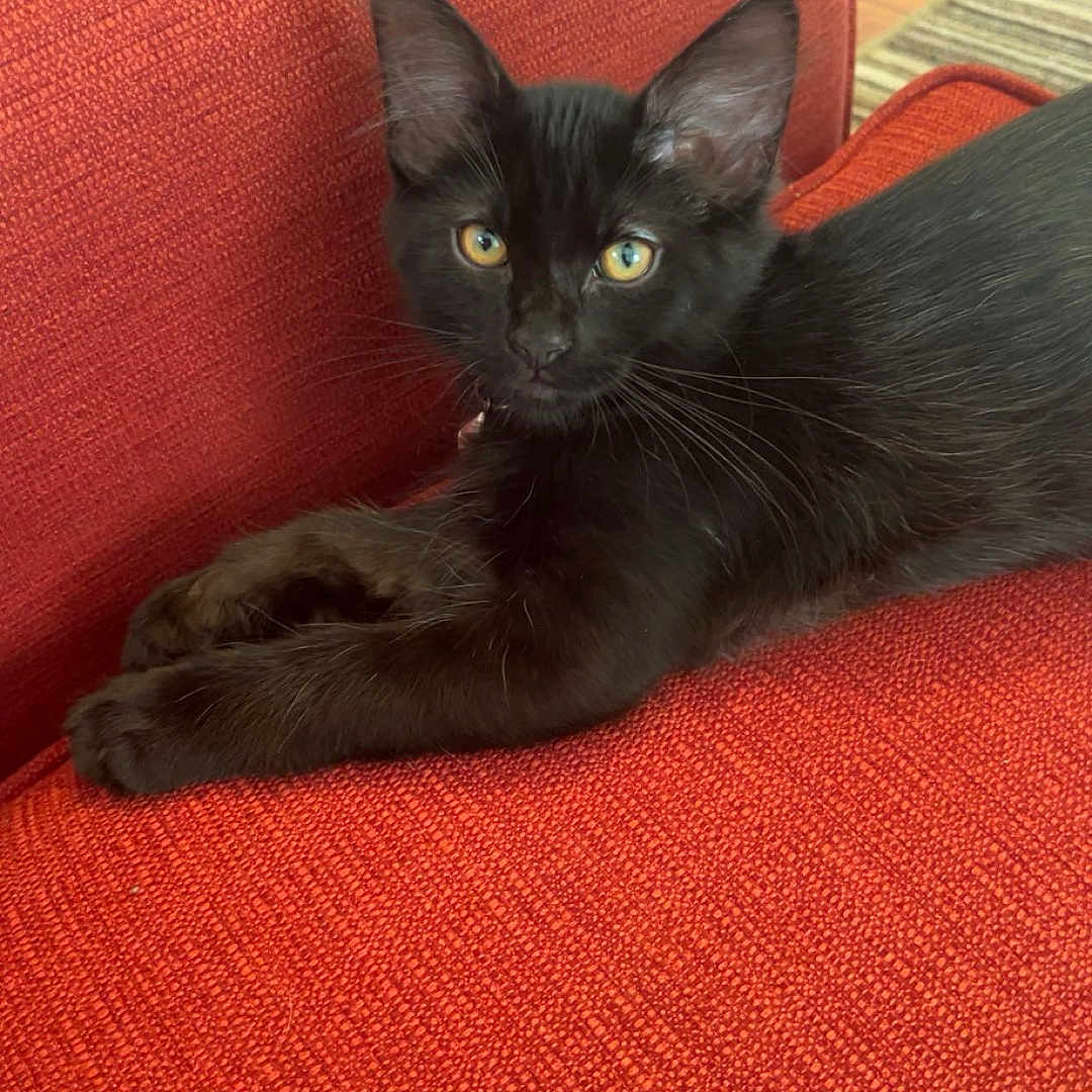 Narco joined the competition — help win amazing prizes! animal, black_cat, close_up, couch, ears, eyes, feline, floor, fur, home, indoor, kitten, looking_at_camera, pet, red_couch, relaxing, resting, texture, whiskers, wood_floor