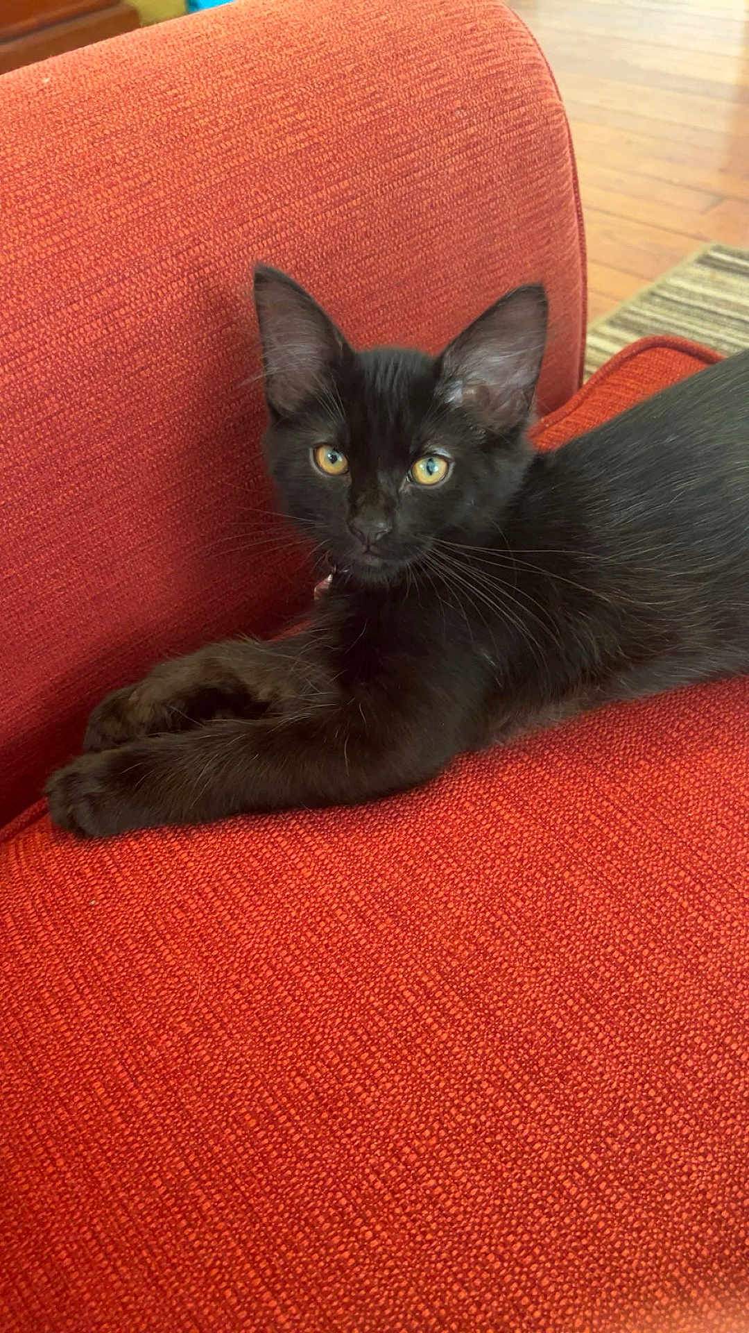 Narco joined the competition — help win amazing prizes! black_cat, kitten, pet, animal, feline, indoor, couch, red_couch, relaxing, fur, whiskers, ears, eyes, looking_at_camera, close_up, home, floor, wood_floor, texture, resting