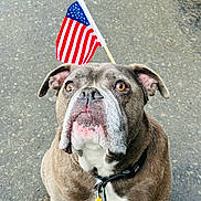 Max joined the competition — help win amazing prizes! dog, bulldog, american_flag, pet, outdoor, animal, canine, leash, portrait, close_up, gray_fur, white_chest, ears, nose, eyes, street, proud, flag, looking_up, daylight