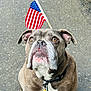 dog, bulldog, american_flag, pet, outdoor, animal, canine, leash, portrait, close_up, gray_fur, white_chest, ears, nose, eyes, street, proud, flag, looking_up, daylight
