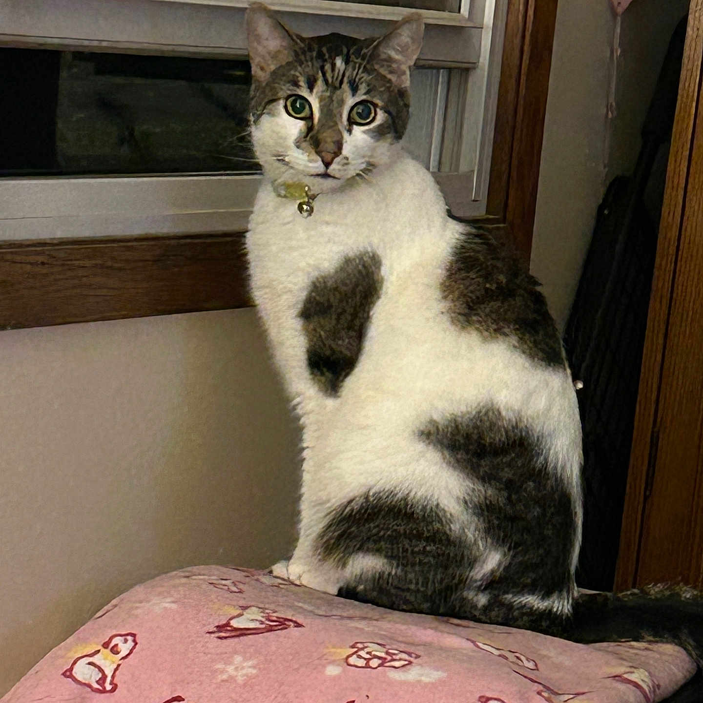 Milo is registered to the contest to win money with this photo: animal, blanket, cat, collar, cozy, curious, domestic, ears, feline, fur, indoor, looking, pattern, pet, pink, sitting, tail, whiskers, window, wood