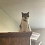 Milo joined the competition — help win amazing prizes! cat, feline, pet, wooden_cabinet, indoor, curious, perched, collar, domestic_animal, looking_down, natural_light, animal_portrait, household, furniture, quiet, still_life, wall, room, alone, resting