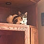 Milo joined the competition — help win amazing prizes! cat, wooden_cabinet, furniture, indoor, pet, animal, tabby_cat, resting, curious, cozy, sitting, collar, household, domestic_cat, feline, brown, white, relaxed, quiet, home