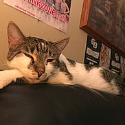 Milo joined the competition — help win amazing prizes! cat, tabby_cat, white_cat, sleepy, resting, couch, leather, indoor, poster, wall, framed_picture, relaxed, pet, animal, feline, close_up, whiskers, paw, home, lazy