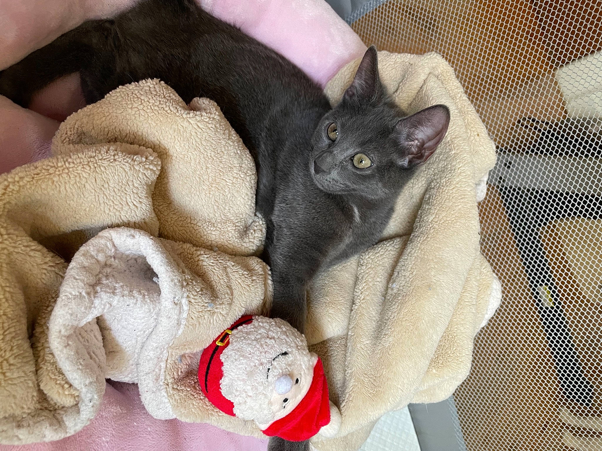 Raya joined the competition — help win amazing prizes! carmine, carnivore, cat, cat_bed, comfort, domestic_short_haired_cat, fawn, felidae, fur, grey, linens, pattern, paw, plush, small_to_medium_sized_cats, snout, stuffed_toy, toy, whiskers, wool