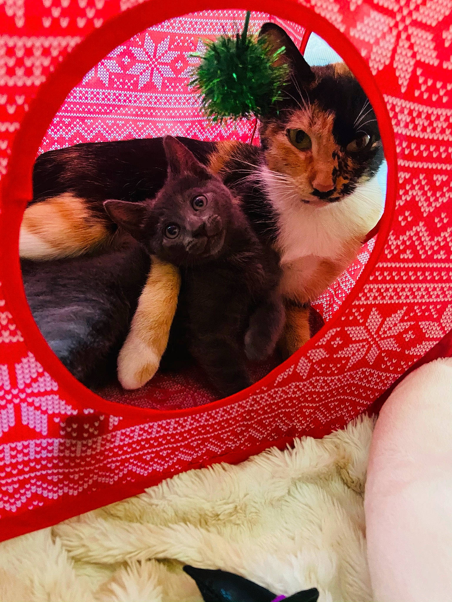 Raya is registered to the contest to win money with this photo: carnivore, cat, cat_bed, cat_supply, comfort, domestic_short_haired_cat, fawn, felidae, flowerpot, fur, grass, lap, mammal, pink, plant, small_to_medium_sized_cats, tail, textile, vertebrate, whiskers