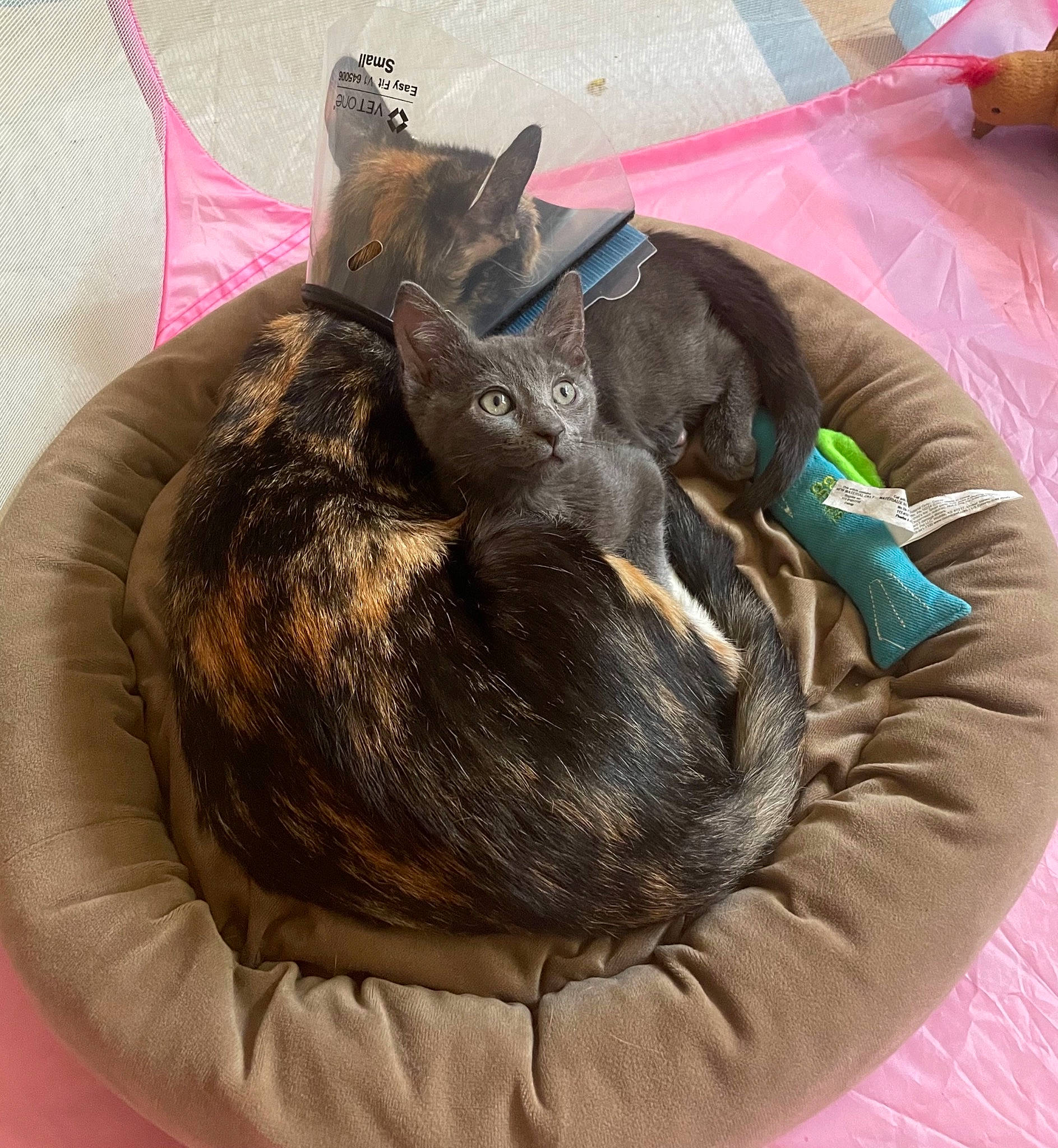 Raya joined the competition — help win amazing prizes! bean_bag, canidae, carnivore, cat, comfort, companion_dog, dog, dog_breed, fawn, felidae, fur, linens, nap, small_to_medium_sized_cats, snout, sporting_group, tail, terrestrial_animal, textile, whiskers