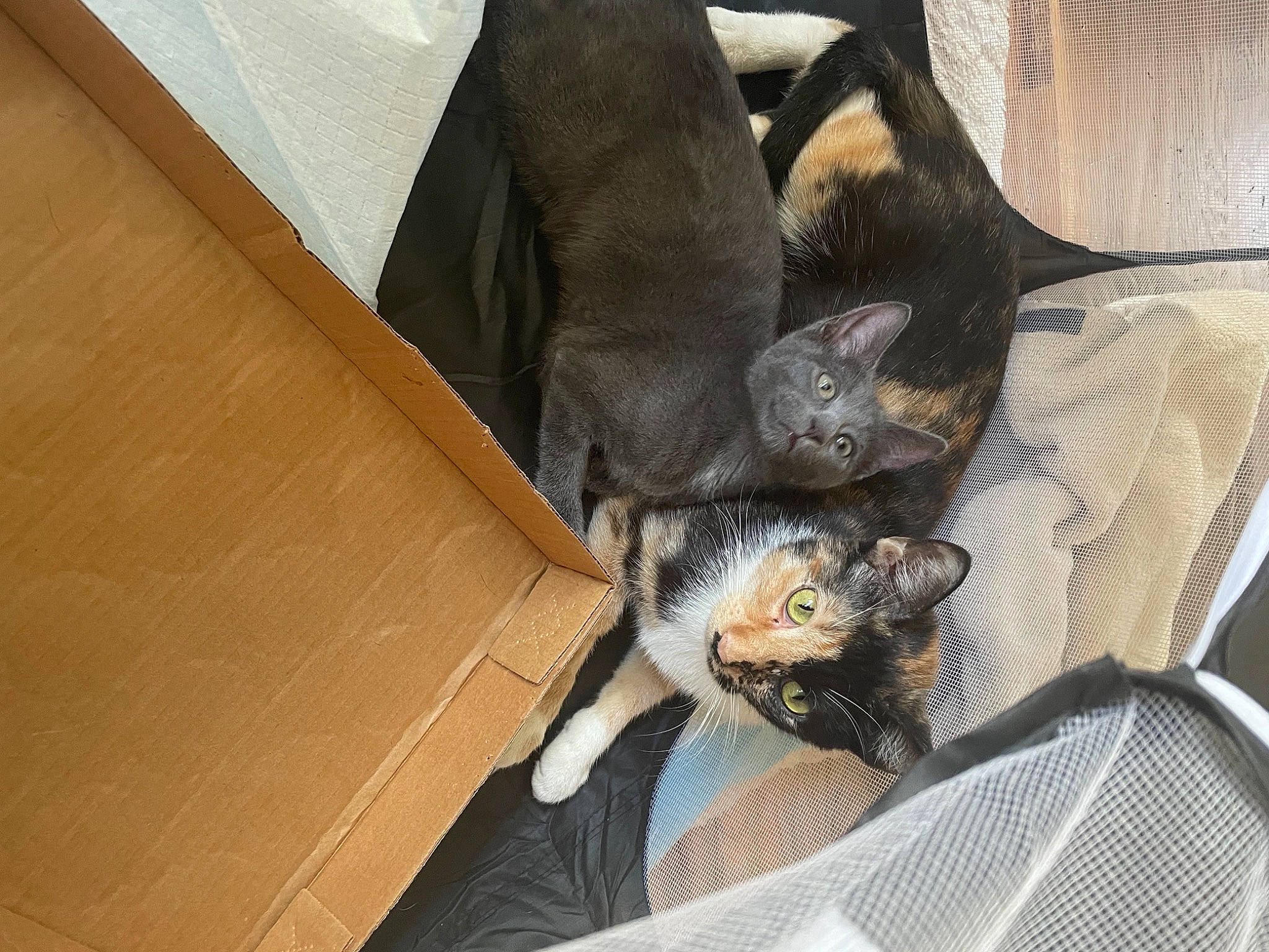 Raya joined the competition — help win amazing prizes! box, canidae, carnivore, cat, claw, comfort, dog_breed, domestic_short_haired_cat, fawn, felidae, fur, hardwood, linens, nap, shipping_box, small_to_medium_sized_cats, sporting_group, tail, whiskers, wood