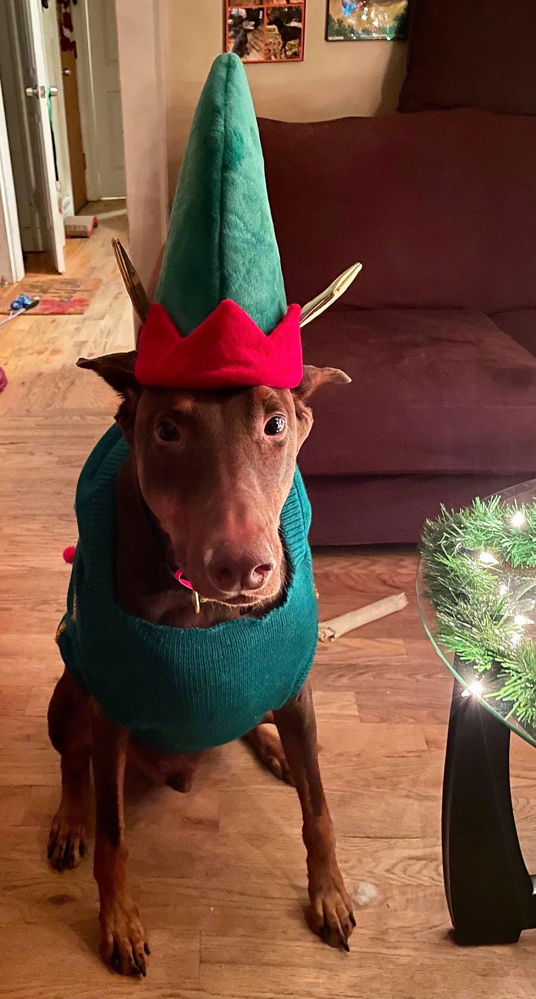Damien is registered to the contest to win money with this photo: cap, carnivore, cone, costume_hat, dog, dog_breed, fashion_accessory, fawn, flowerpot, hat, mammal, organism, party_hat, plant, snapshot, snout, sun_hat, witch_hat, wood, working_animal