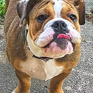 Izzie joined the competition — help win amazing prizes! animal, brown_fur, bulldog, close_up, collar, concrete, cute, dog, ears, face, leash, outdoor, paws, pet, playful, puppy, tongue_out, white_fur, wrinkles, young