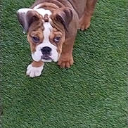 Izzie joined the competition — help win amazing prizes! animal, brown, bulldog, canine, cute, dog, ears, face, fur, grass, legs, nature, outdoor, pet, playful, portrait, puppy, walk, white, young