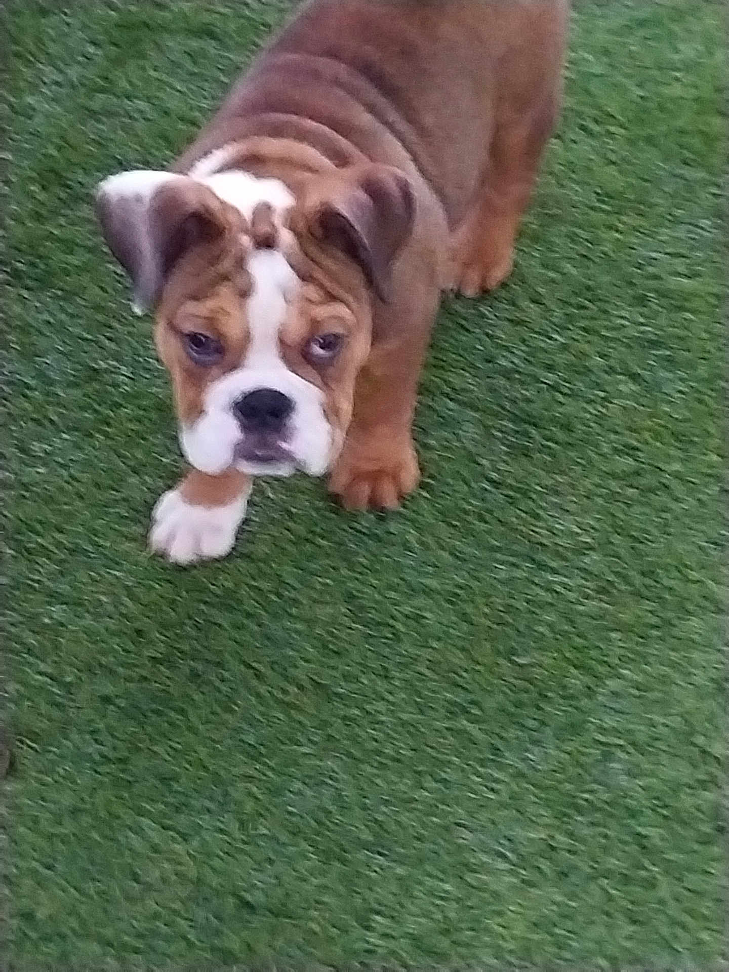 Izzie joined the competition — help win amazing prizes! animal, brown, bulldog, canine, cute, dog, ears, face, fur, grass, legs, nature, outdoor, pet, playful, portrait, puppy, walk, white, young