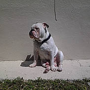 Hank Jr. is registered to the contest to win money with this photo: bulldog, dog, pet, animal, white, collar, sitting, concrete, wall, outdoor, sunlight, shadow, grass, side_view, expression, quiet, alone, daytime, texture, resting