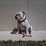 alone, animal, bulldog, collar, concrete, daytime, dog, expression, grass, outdoor, pet, quiet, resting, shadow, side_view, sitting, sunlight, texture, wall, white