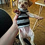 Charlie is registered to the contest to win money with this photo: puppy, dog, small_dog, striped_sweater, hand, indoor, floor, tile_floor, furniture, table, chair, cute, pet, sleepy, paw, holding, domestic, animal, cozy, young