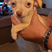 Charlie is registered to the contest to win money with this photo: puppy, dog, small_dog, tan_puppy, hand, bracelets, indoor, cute, pet, animal, closeup, face, ears, eyes, fur, domestic_animal, mammal, person_holding, looking, adorable