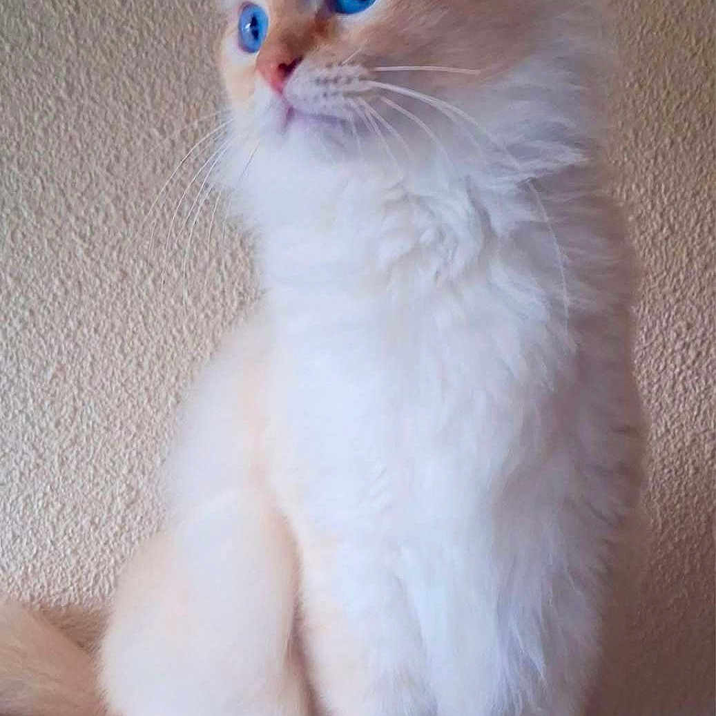 Red-Moon a rejoint le concours — aidez-le/la à gagner de superbes lots ! alert, beige_wall, blue_eyes, cat, close_up, cream_fur, ears, feline, fluffy, gaze, indoor, long_hair, paws, perch, pet, portrait, sitting, soft_texture, tail, whiskers