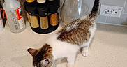 Emma joined the competition — help win amazing prizes! can, cat, clean, counter, curious, curled_tail, domestic, feline, glass_pitcher, home, indoor, kitchen, kitten, pet, pet_food, small_animal, spice_jars, tile_wall, towel, white_and_brown