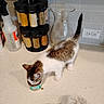 kitten, cat, kitchen, counter, spice_jars, glass_pitcher, towel, pet_food, white_and_brown, curious, domestic, indoor, small_animal, feline, clean, home, curled_tail, tile_wall, can, pet