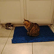 Emma joined the competition — help win amazing prizes! cat, kitten, blue_rug, tiled_floor, white_cabinet, indoor, pet, animal, feline, small_kitten, tabby_cat, floor, home, curious, sitting, quiet, looking, two_cats, domestic, cozy