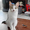Emma is registered to the contest to win money with this photo: animal, books, bookshelf, cat, childrens_toy, clean, curious, domestic, feline, floor_tiles, home, indoor, pet, playful, storage_bin, table, toy_car, window, wooden_surface, yellow_eyes