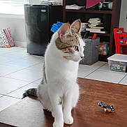 Emma joined the competition — help win amazing prizes! bookshelf, cat, curious, domestic_cat, floor_tiles, furniture, home_interior, household, indoor, mini_fridge, pet, playful, red_chair, storage_bin, table, tile_floor, toy_car, white_and_brown_cat, window, wooden_surface