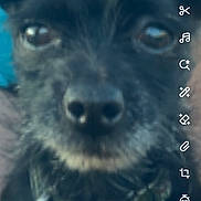 Buddy is registered to the contest to win money with this photo: dog, close_up, black_dog, pet, animal, canine, blurry, collar, portrait, face, cute, fur, nose, whiskers, ears, app_interface, filters, snapshot, digital, casual