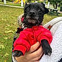 Buddy joined the competition — help win amazing prizes! dog, black_dog, puppy, red_jacket, pet, park, outdoor, hand, person, fleece_jacket, grass, trees, playground, slide, leash, close_up, cute, small_dog, animal, winter_clothing