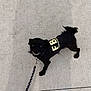 dog, black_dog, small_dog, leash, fbi_vest, concrete, sidewalk, pet, animal, cute, curious, walking, outdoor, canine, furry, wearing_clothes, looking_up, standing, daylight, urban