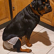 Maya a rejoint le concours — aidez-le/la à gagner de superbes lots ! animal, black_and_tan, canine, collar, companion, diaper, dog, domestic, floor, fur, indoor, kitchen, looking_back, mammal, pet, rottweiler, shadow, sitting, tile_floor, wooden_cabinets