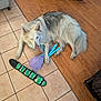 Ray Of Sundhine is registered to the contest to win money with this photo: accessories, animal, canine, clothing, couch, dog, eskimodog, footwear, furniture, hardwood, husky, indoors, interiordesign, person, pet, plywood, shoe, strap, whitedog, wood