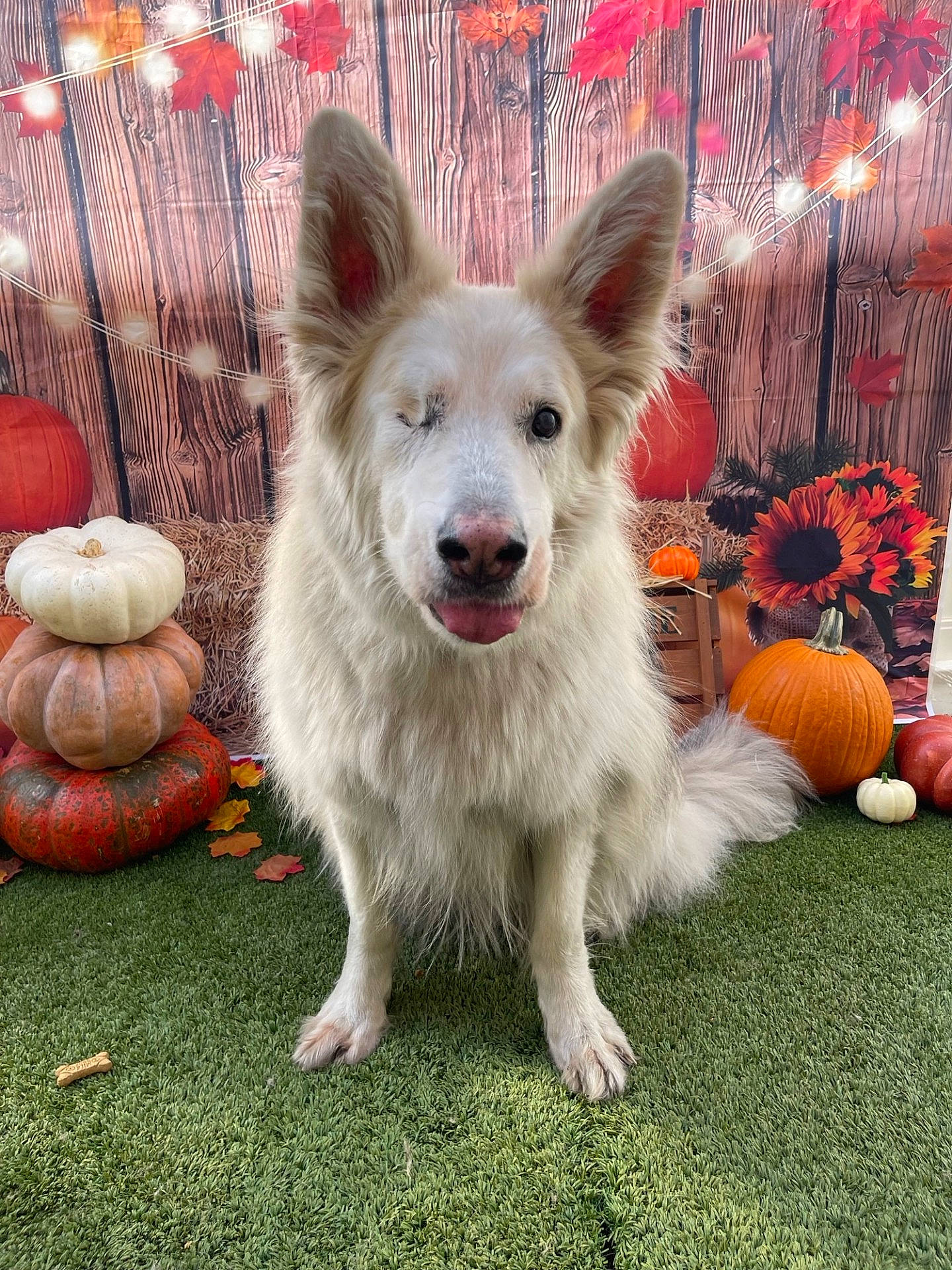Ray Of Sundhine is registered to the contest to win money with this photo: animal, canine, dog, eskimodog, face, flower, food, head, husky, person, pet, photography, plant, portrait, produce, pumpkin, puppy, squash, vegetable, whitedog