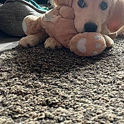 Alba a rejoint le concours — aidez-le/la à gagner de superbes lots ! puppy, dog, golden_retriever, plush_toy, carpet, indoor, pet, cute, animal, lying_down, soft_light, close_up, young_dog, furry, adorable, toy, floor, domestic_animal, playful, cozy