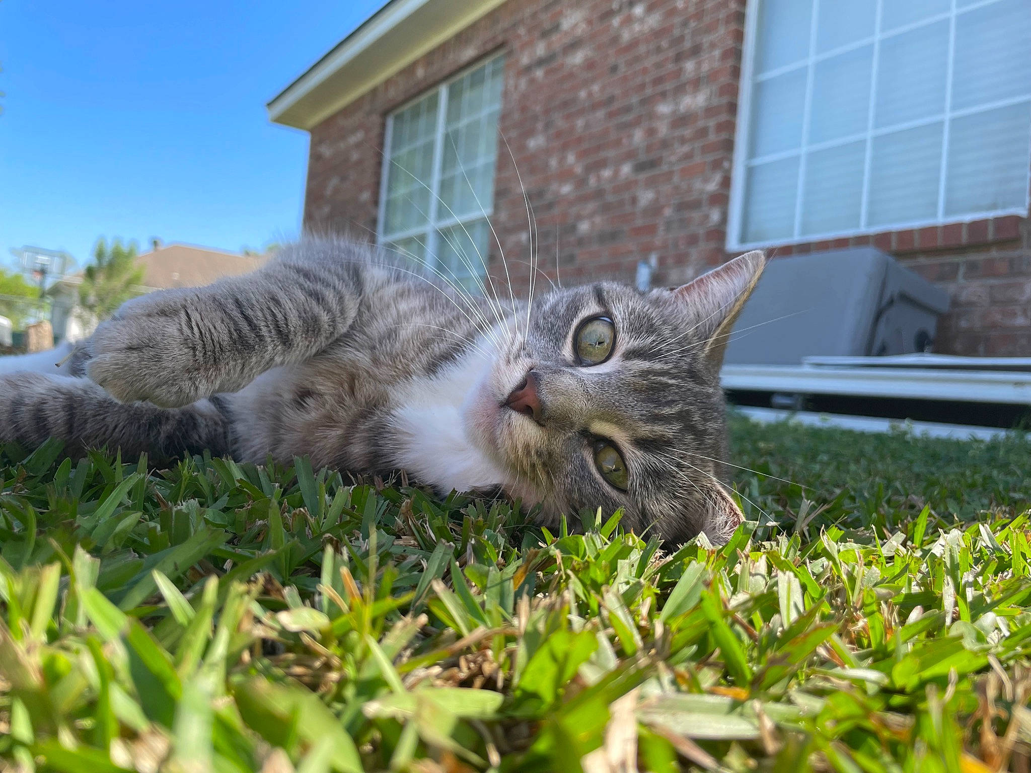 Calie joined the competition — help win amazing prizes! building, carnivore, cat, domestic_short_haired_cat, felidae, fur, grass, groundcover, lawn, mammal, plant, sky, small_to_medium_sized_cats, snout, tail, terrestrial_animal, tree, vertebrate, whiskers, window